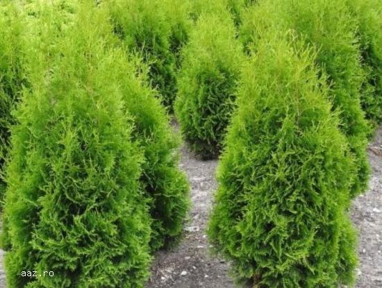 Tuia (thuja): smaragd ,         aurea ,         globosa -10+5 gratis