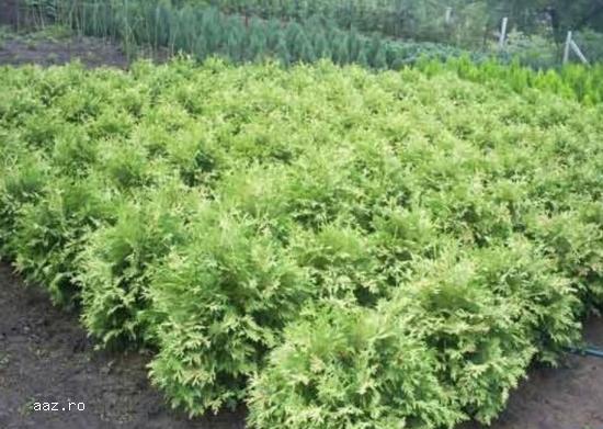 Tuia (thuja): smaragd ,         aurea ,         globosa -10+5 gratis