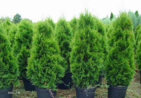 Tuia (thuja): smaragd ,         aurea ,         globosa -10+5 gratis