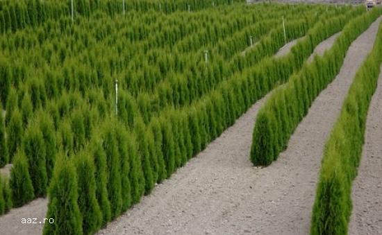 Tuia (thuja): smaragd ,         aurea ,         globosa -10+5 gratis