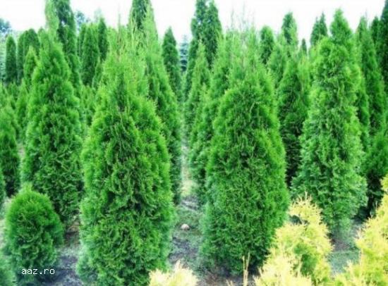 Tuia (thuja): smaragd ,         aurea ,         globosa -10+5 gratis