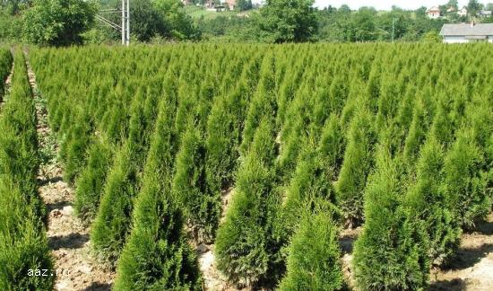 Tuia (thuja): smaragd ,         aurea ,         globosa -10+5 gratis
