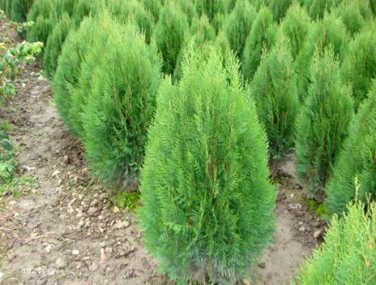 Tuia (thuja): smaragd ,         aurea ,         globosa -10+5 gratis