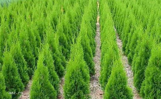 Tuia (thuja): smaragd ,         aurea ,         globosa -10+5 gratis