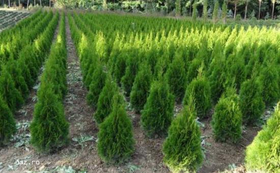 Tuia (thuja): smaragd ,         aurea ,         globosa -10+5 gratis