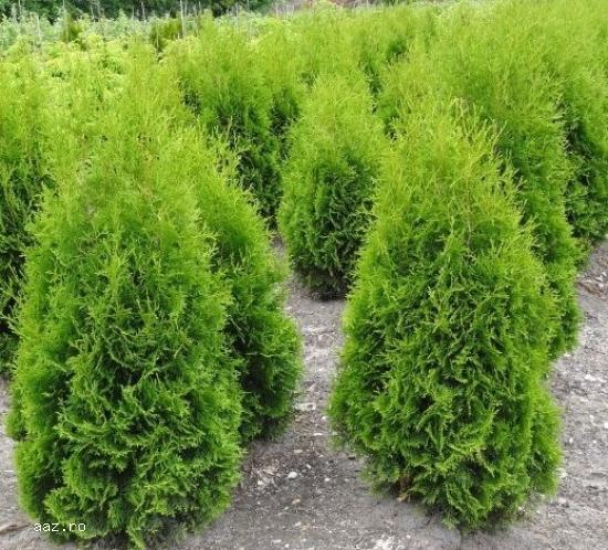 Tuia (thuja): smaragd ,         aurea ,         globosa -10+5 gratis