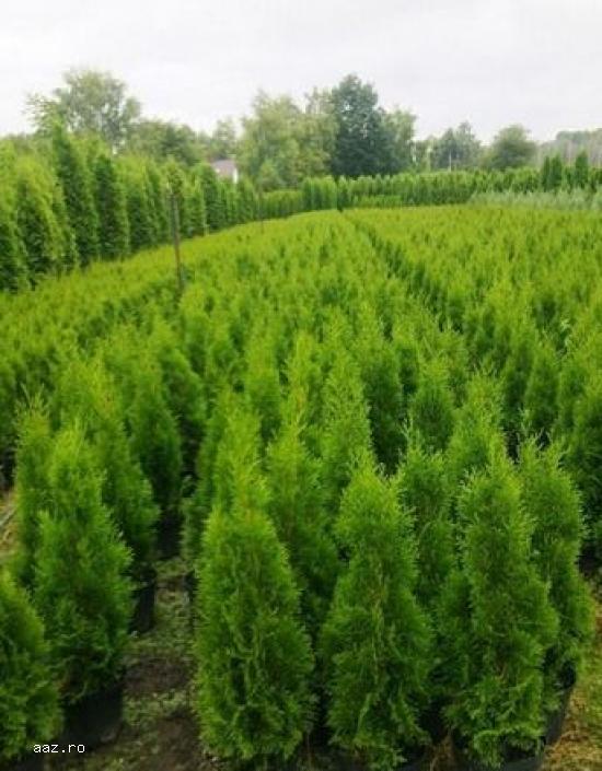 Tuia (thuja): smaragd ,         aurea ,         globosa -10+5 gratis