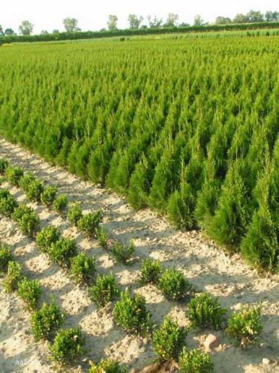 Tuia (thuja): smaragd ,         aurea ,         globosa -10+5 gratis