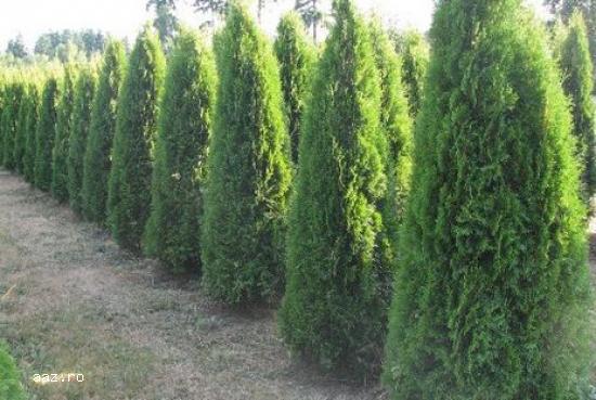 Tuia (thuja): smaragd ,         aurea ,         globosa -10+5 gratis