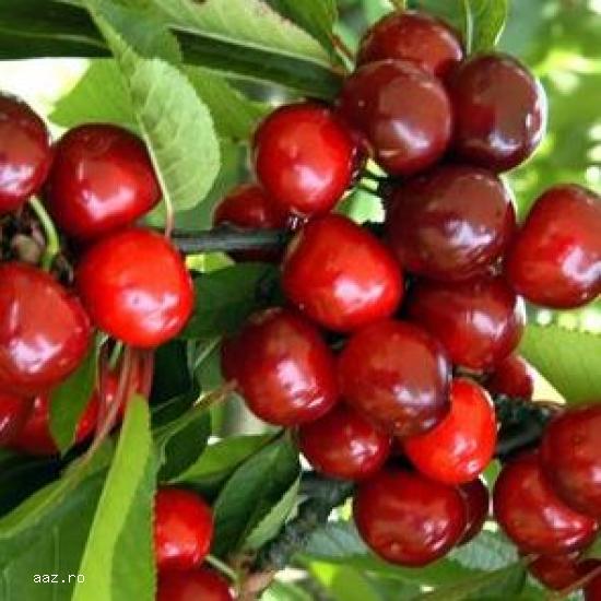 Pomi fructiferi meri,                  ciresi,                  visini,                  altoiti 10+