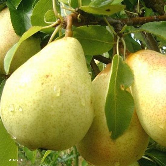 Pomi fructiferi meri,                  ciresi,                  visini,                  altoiti 10+