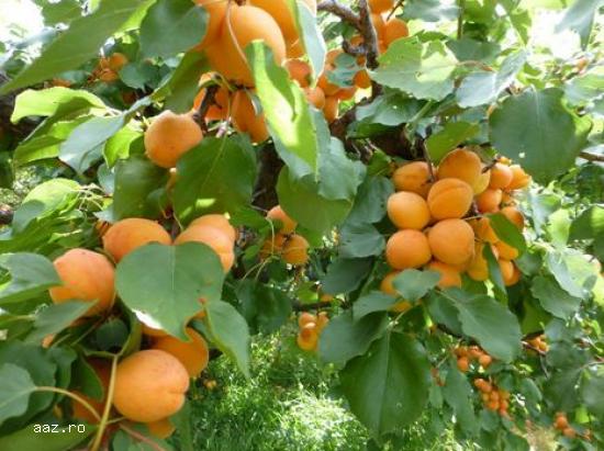 Pomi fructiferi meri,                  ciresi,                  visini,                  altoiti 10+