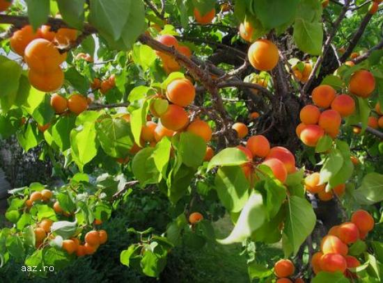 Pomi fructiferi meri,                  ciresi,                  visini,                  altoiti 10+