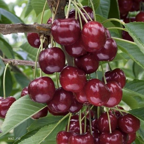 Pomi fructiferi meri,                  ciresi,                  visini,                  altoiti 10+