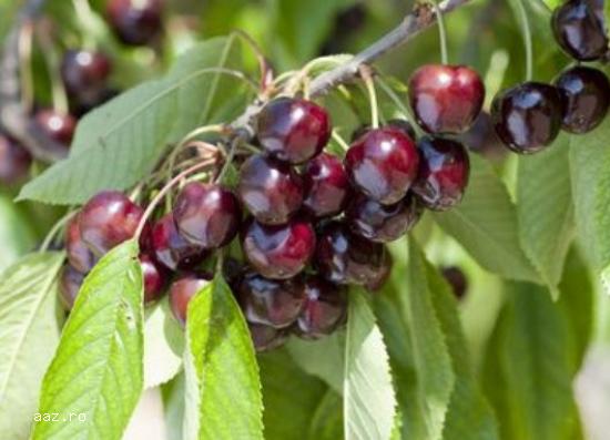 Pomi fructiferi meri,                  ciresi,                  visini,                  altoiti 10+