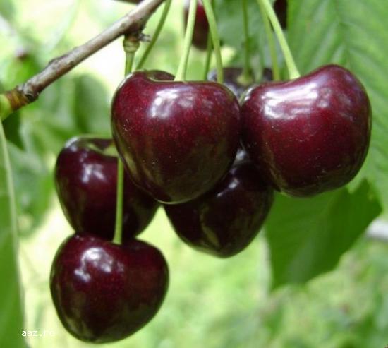 Pomi fructiferi meri,                  ciresi,                  visini,                  altoiti 10+