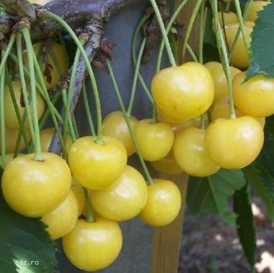 Pomi fructiferi meri,                  ciresi,                  visini,                  altoiti 10+