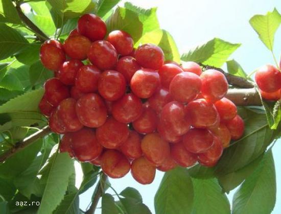 Pomi fructiferi meri,                  ciresi,                  visini,                  altoiti 10+