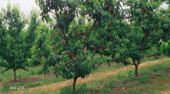 Pomi fructiferi meri,                  ciresi,                  visini,                  altoiti 10+