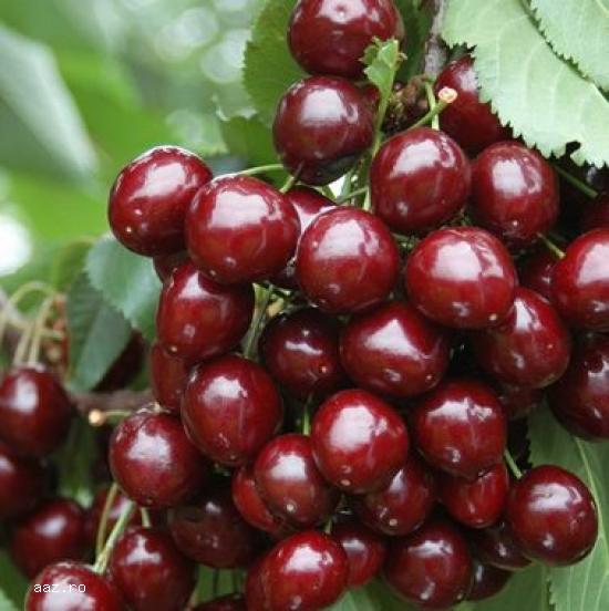 Pomi fructiferi meri,                  ciresi,                  visini,                  altoiti 10+