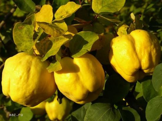 Pomi fructiferi meri,                  ciresi,                  visini,                  altoiti 10+
