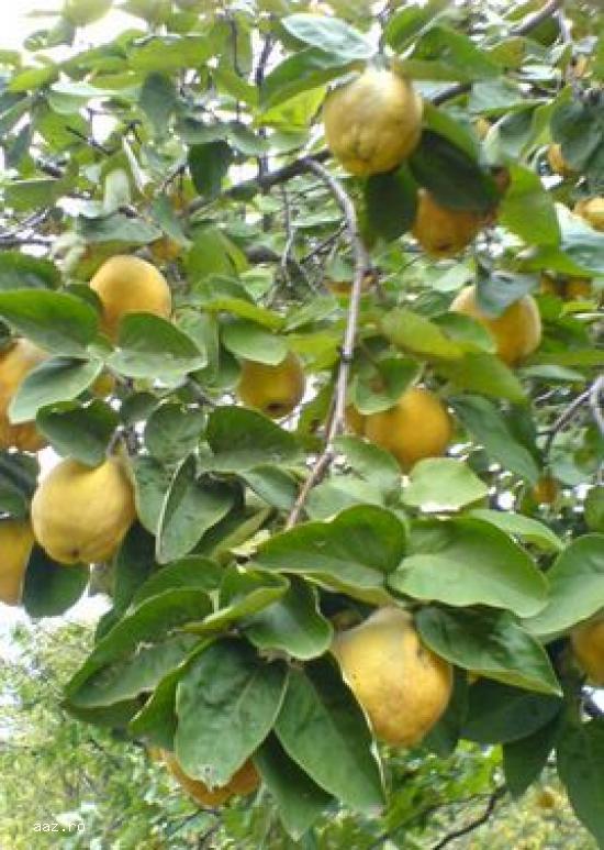 Pomi fructiferi meri,                  ciresi,                  visini,                  altoiti 10+