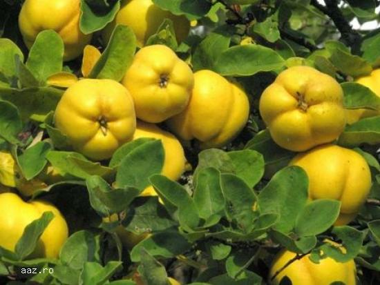 Pomi fructiferi meri,                  ciresi,                  visini,                  altoiti 10+