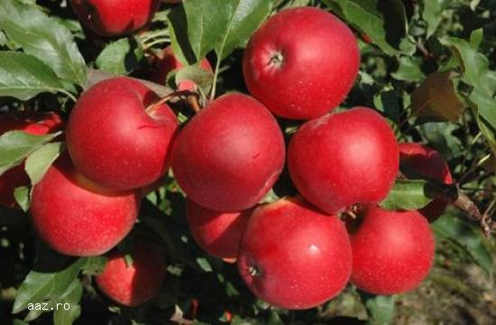 Pomi fructiferi meri,                  ciresi,                  visini,                  altoiti 10+