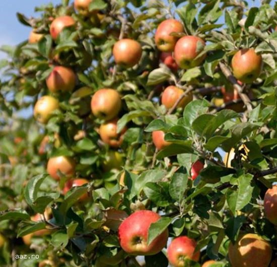 Pomi fructiferi meri,                  ciresi,                  visini,                  altoiti 10+