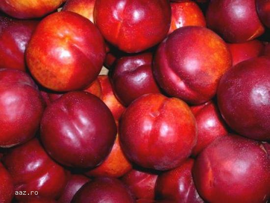 Pomi fructiferi meri,                  ciresi,                  visini,                  altoiti 10+