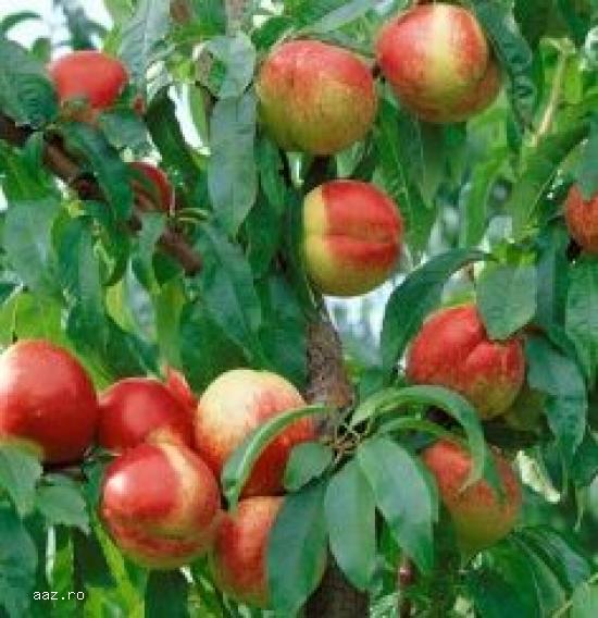Pomi fructiferi meri,                  ciresi,                  visini,                  altoiti 10+
