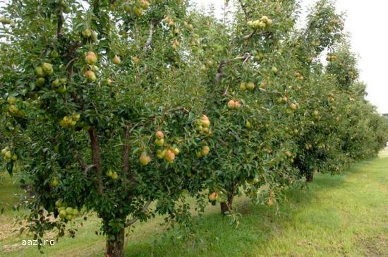 Pomi fructiferi meri,                  ciresi,                  visini,                  altoiti 10+