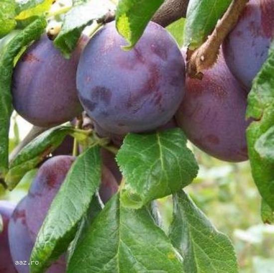 Pomi fructiferi meri,                  ciresi,                  visini,                  altoiti 10+