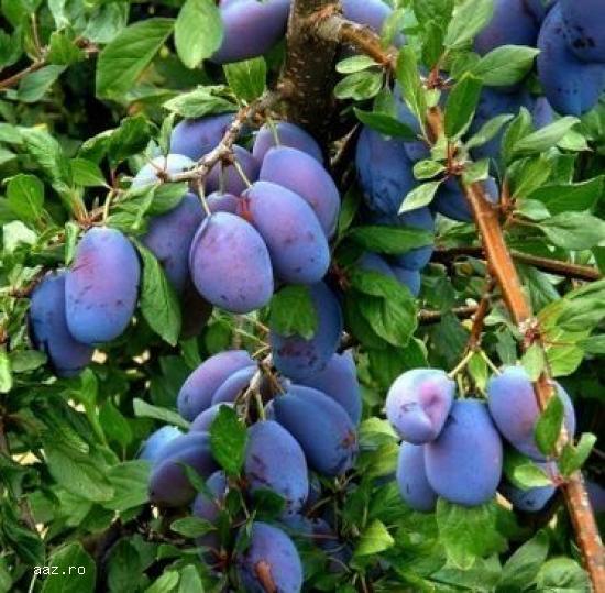 Pomi fructiferi meri,                  ciresi,                  visini,                  altoiti 10+