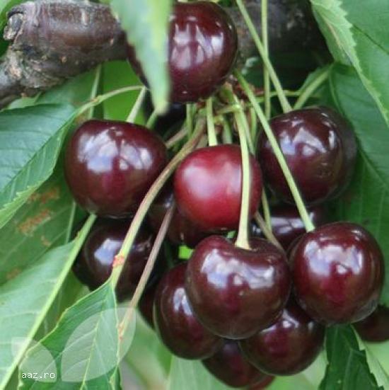Pomi fructiferi meri,                  ciresi,                  visini,                  altoiti 10+