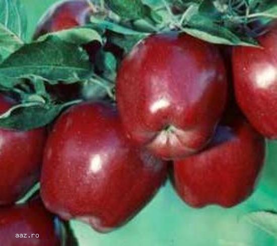 Pomi fructiferi meri,                  ciresi,                  visini,                  altoiti 10+