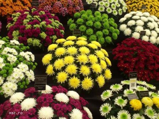 Crizantememe butasi multiflora GHIVECI -10+5 gratis-oferta