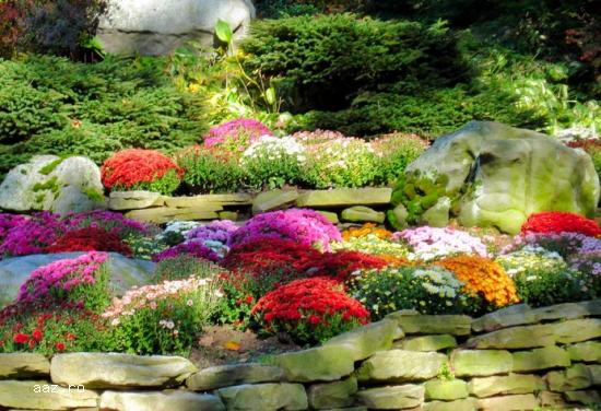 Crizantememe butasi multiflora GHIVECI -10+5 gratis-oferta