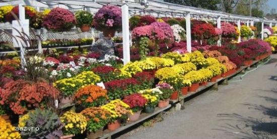 Crizantememe butasi multiflora GHIVECI -10+5 gratis-oferta