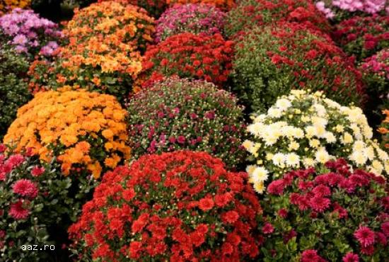 Crizantememe butasi multiflora GHIVECI -10+5 gratis-oferta