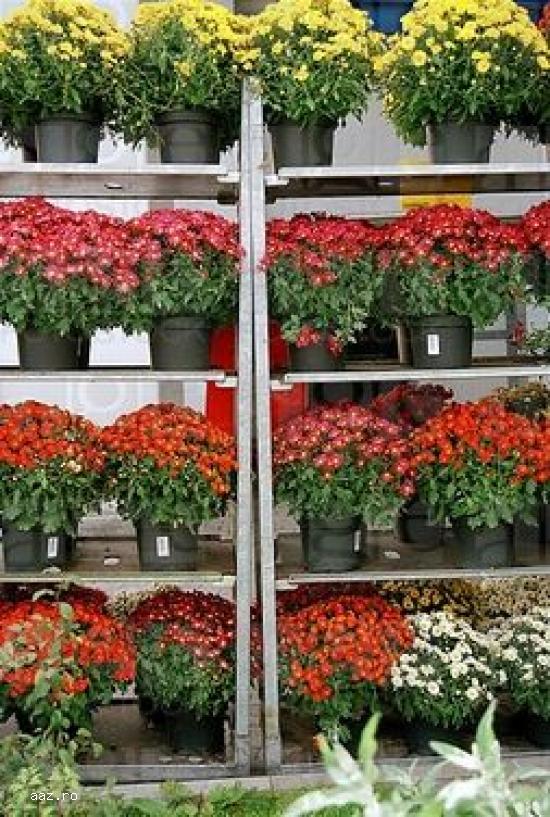 Crizantememe butasi multiflora GHIVECI -10+5 gratis-oferta