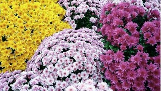 Crizantememe butasi multiflora GHIVECI -10+5 gratis-oferta