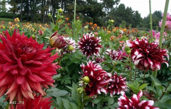 Crizantememe butasi multiflora GHIVECI -10+5 gratis-oferta