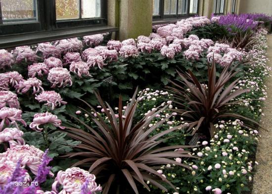 Crizantememe butasi multiflora GHIVECI -10+5 gratis-oferta