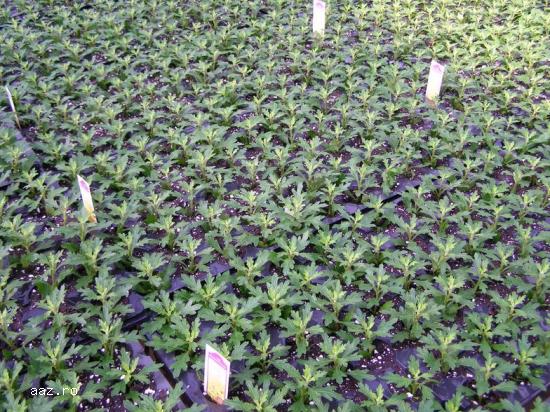 Crizantememe butasi multiflora GHIVECI -10+5 gratis-oferta