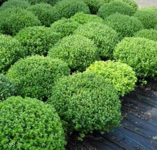 Crizantememe butasi multiflora GHIVECI -10+5 gratis-oferta