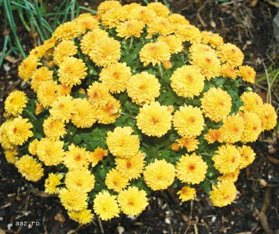 Crizantememe butasi multiflora GHIVECI -10+5 gratis-oferta