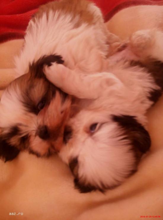 Pui shih-tzu