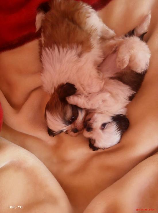 Pui shih-tzu