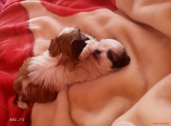 Pui shih-tzu